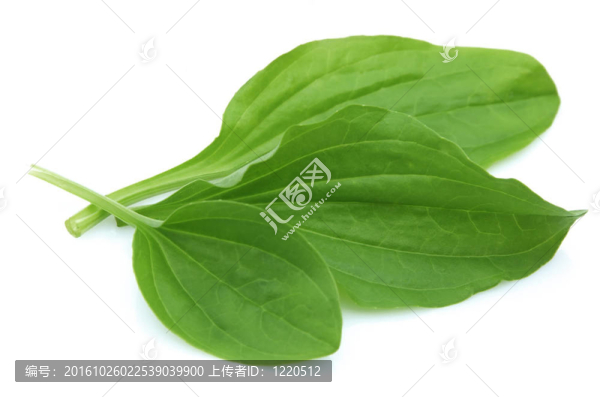 車前草的葉子