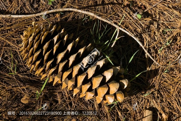 糖松錐