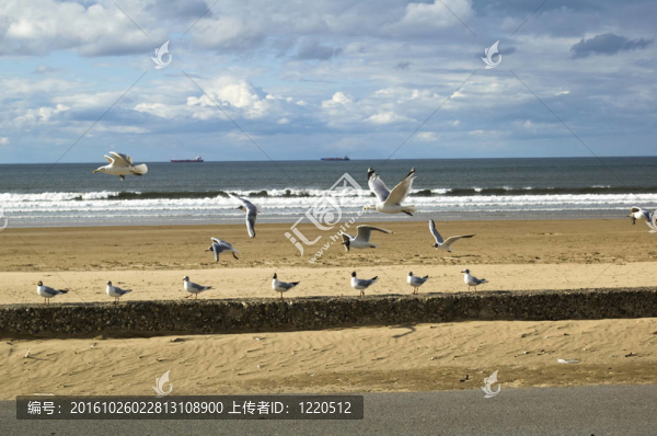 排成一排的海鷗