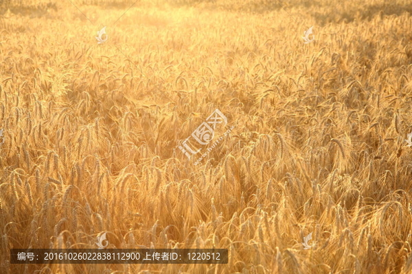 麥田