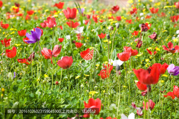 罌粟花田