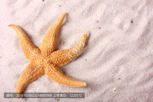 沙灘上的海星