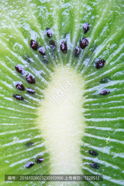 獼猴桃特寫(xiě)