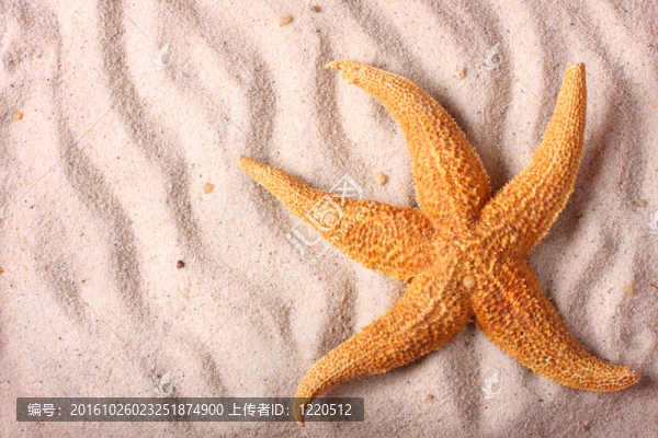 沙灘上的海星