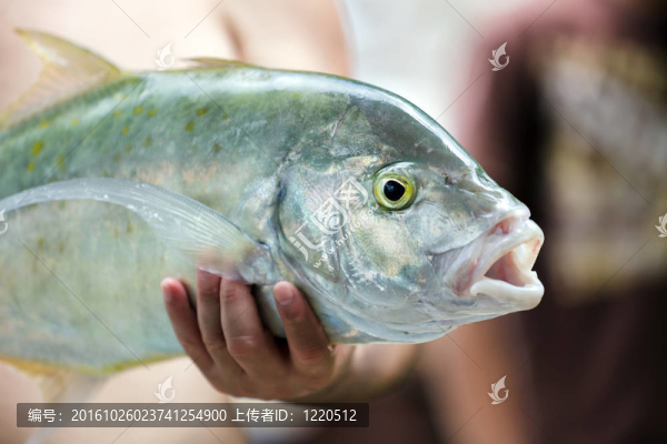 大的熱帶魚