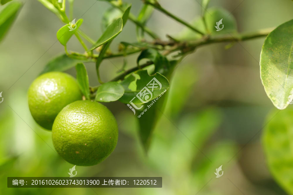 兩個綠色的橘子