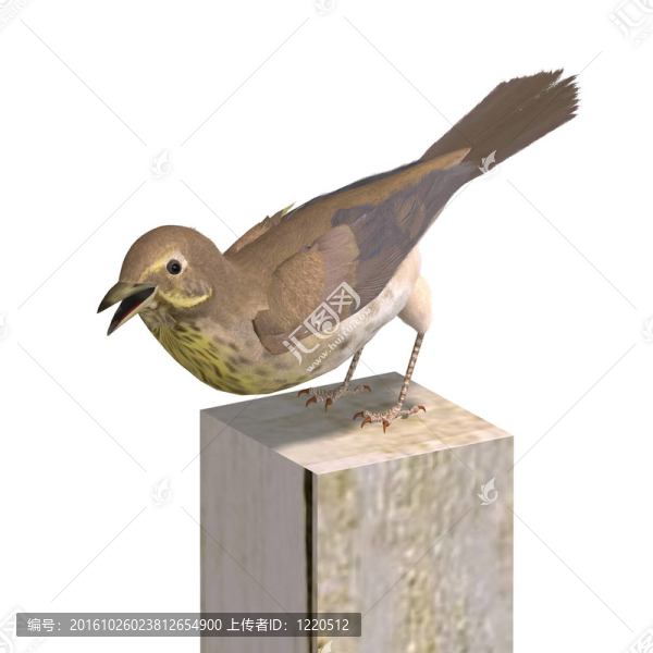 斯文森的畫眉鳥。3D渲染與剪輯路徑和陰影超過白色
