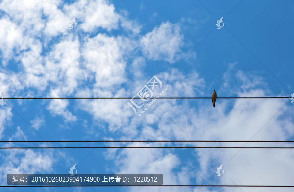 電線上的鳥。