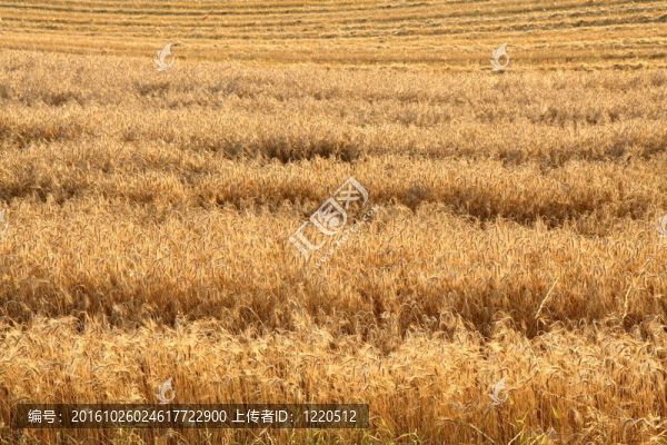 麥田