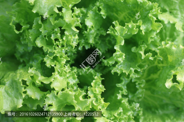 新鮮的生菜