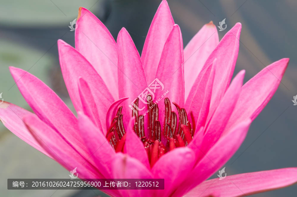 粉色的睡蓮