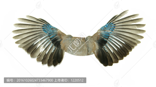 翅膀