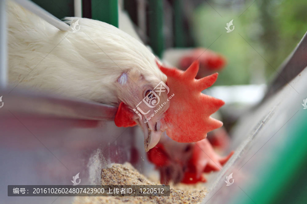 當(dāng)肉湯培養(yǎng)