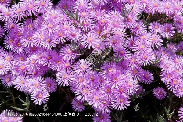 仙人掌花園