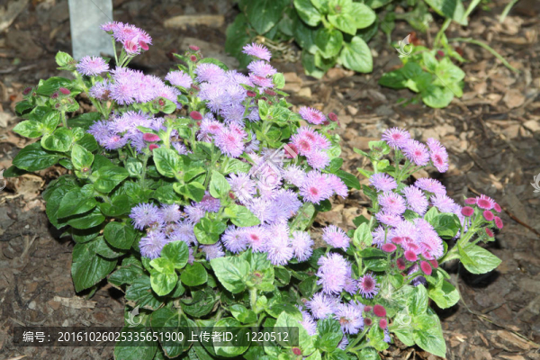 綿花藿香薊