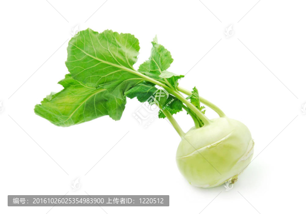 蘿卜