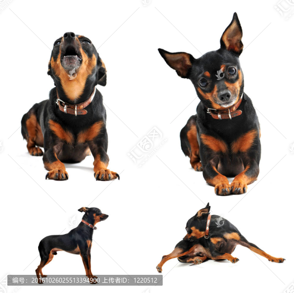 迷你杜賓犬
