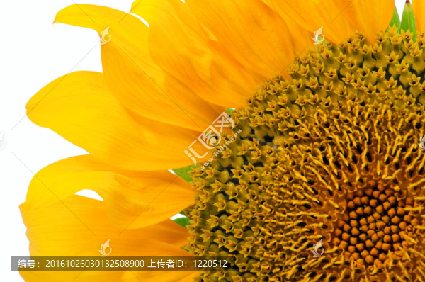 向日葵