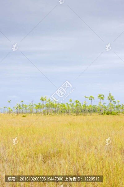 大沼澤地國(guó)家公園；佛羅里達(dá)州；美國(guó)