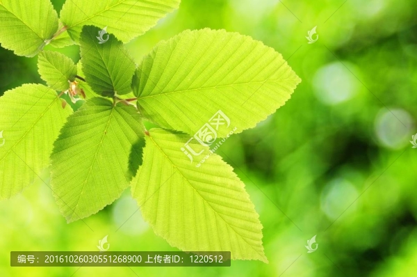 夏天的綠色葉子