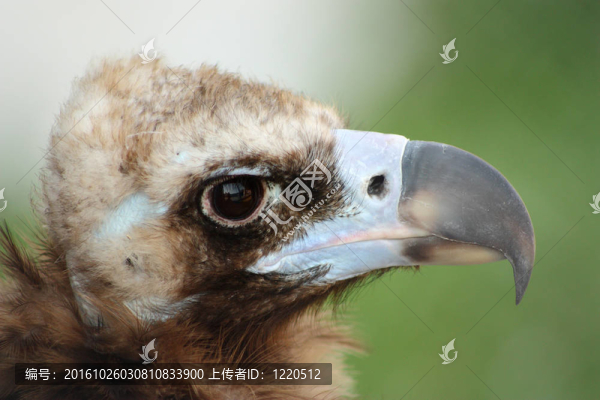 兀鷲特寫