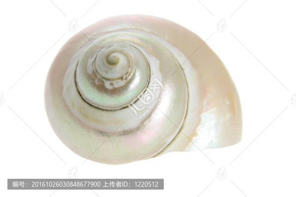 海貝殼
