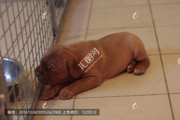 波爾多獒犬藏獒幼犬