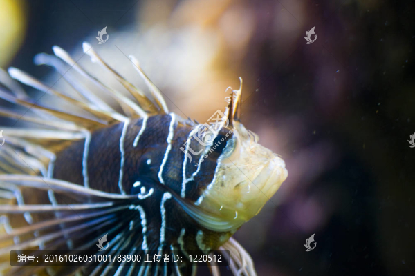魚類水下景觀