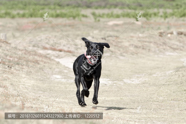 年輕的黑色拉布拉多犬在農(nóng)村跑