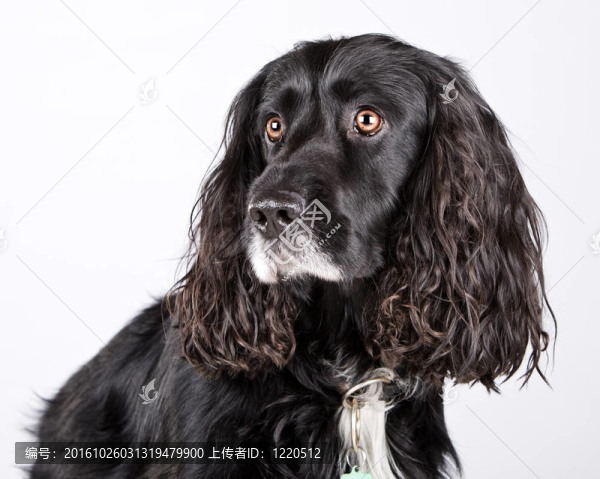 帥氣的可卡獵鷸犬