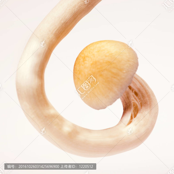 特寫(xiě)鏡頭的蘑菇