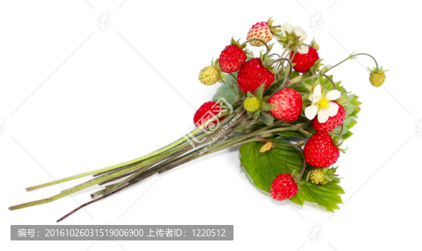 一群野生草莓
