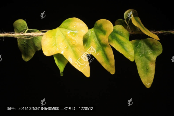 常春藤葉