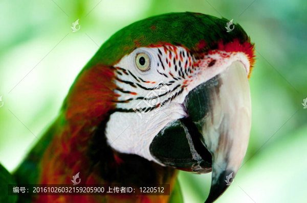 鸚鵡鸚鵡棲息在鱸魚上