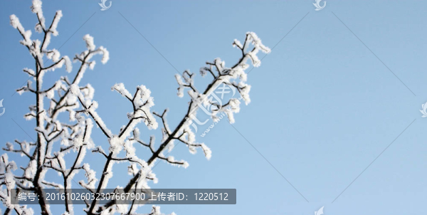 樹上的冰凍雪