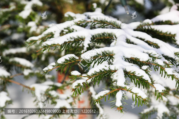 松樹枝上的雪
