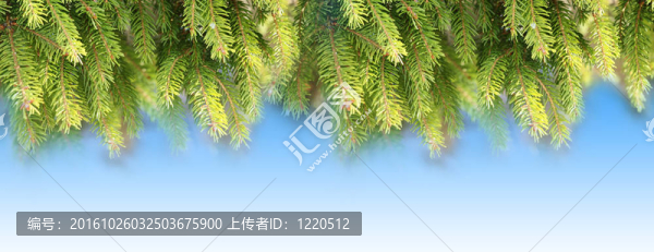 杉枝