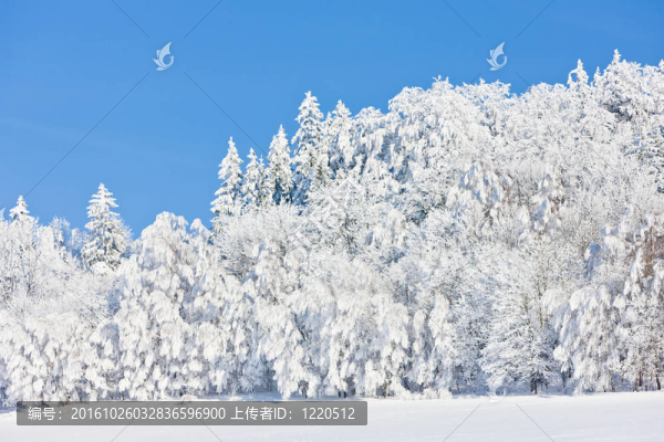在冬天jeseniky山；捷克共和國