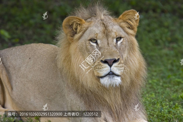 非洲獅