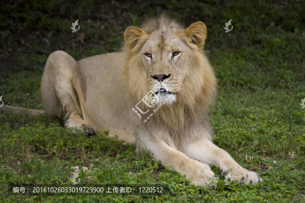 非洲獅