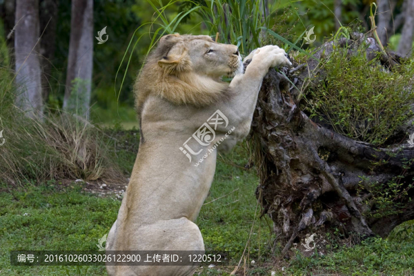 非洲獅