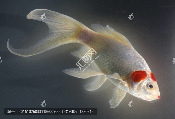 放射性魚