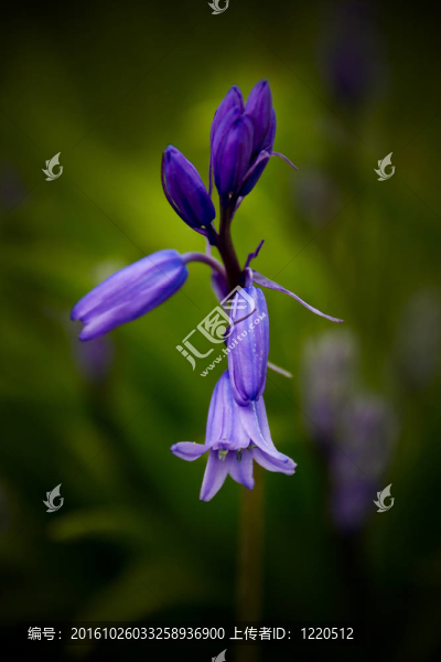 一個(gè)可愛(ài)的風(fēng)鈴草