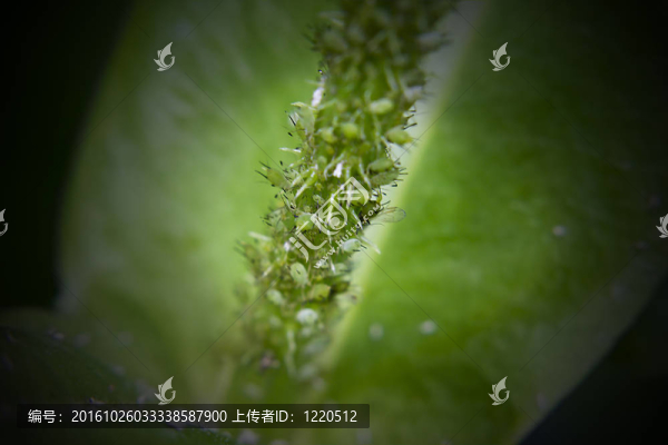蚜蟲在聚光燈續(xù)斷干