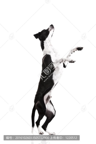 我想要那個。