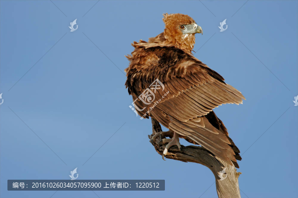 短尾雕