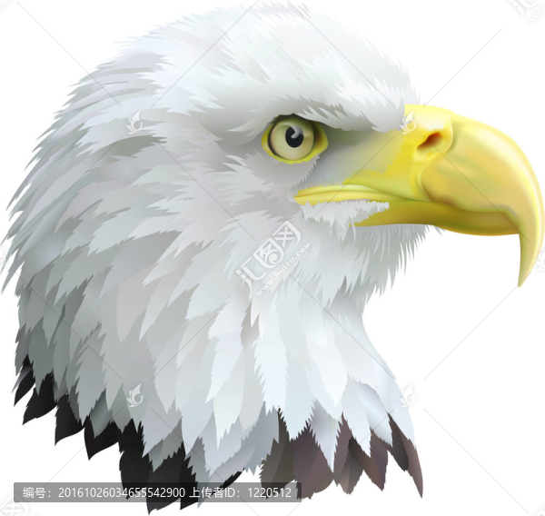 鷹