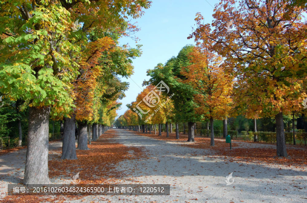 公園的秋天