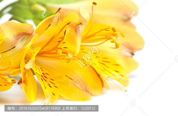 Alstromeria。