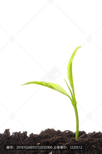 白色的年輕植物
